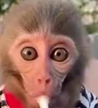 Ekran görüntüsü 2026-02-03 170516.png