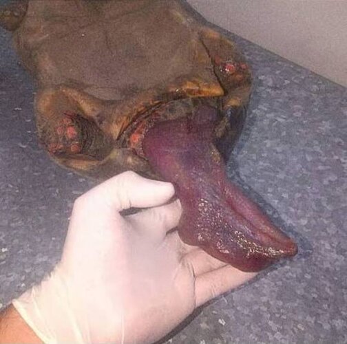 Screenshot 20260225 153207 Brave