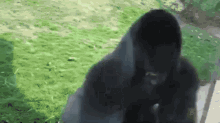 Funny gorilla 2684594914