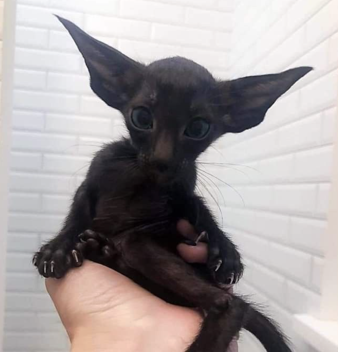 Screenshot 2026 03 01 at 121658