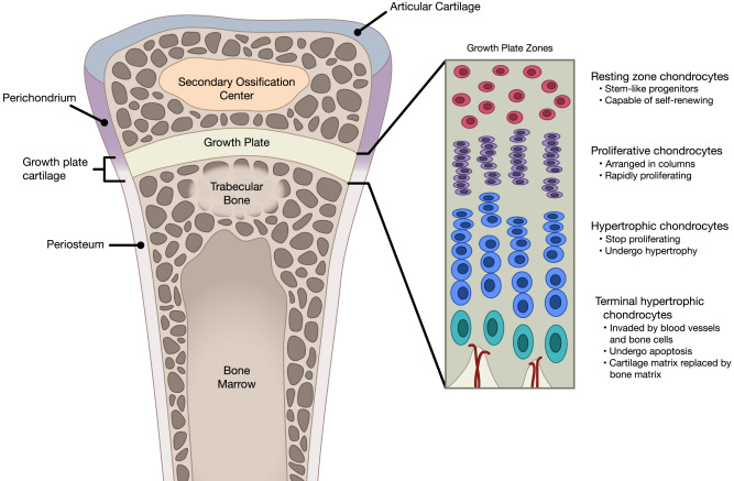 1 s20 S030372071630435X gr2