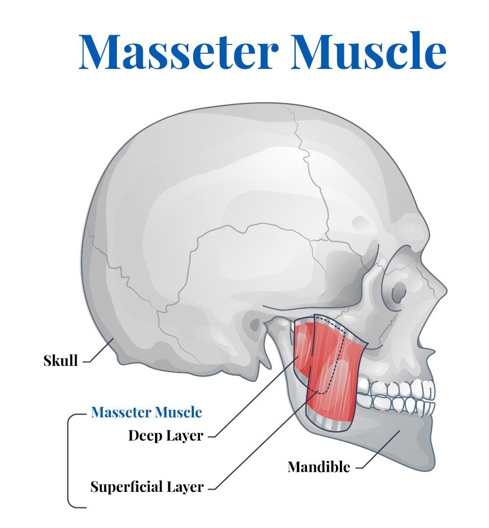 Masseter muscle diagram