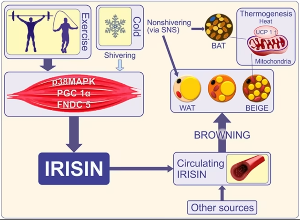 IRISIN1