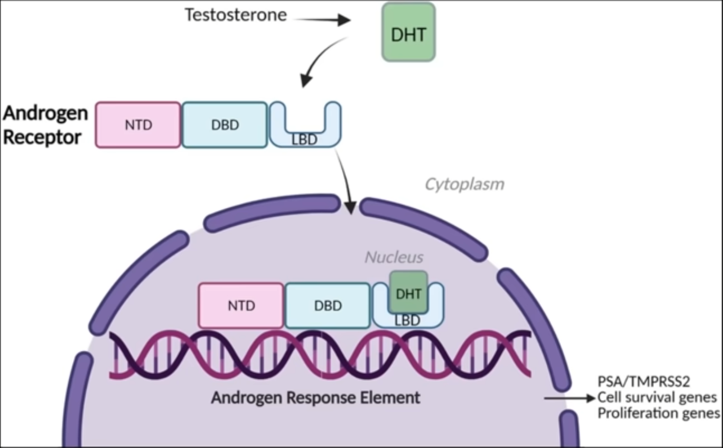 Imagen 2026 03 04 151734542