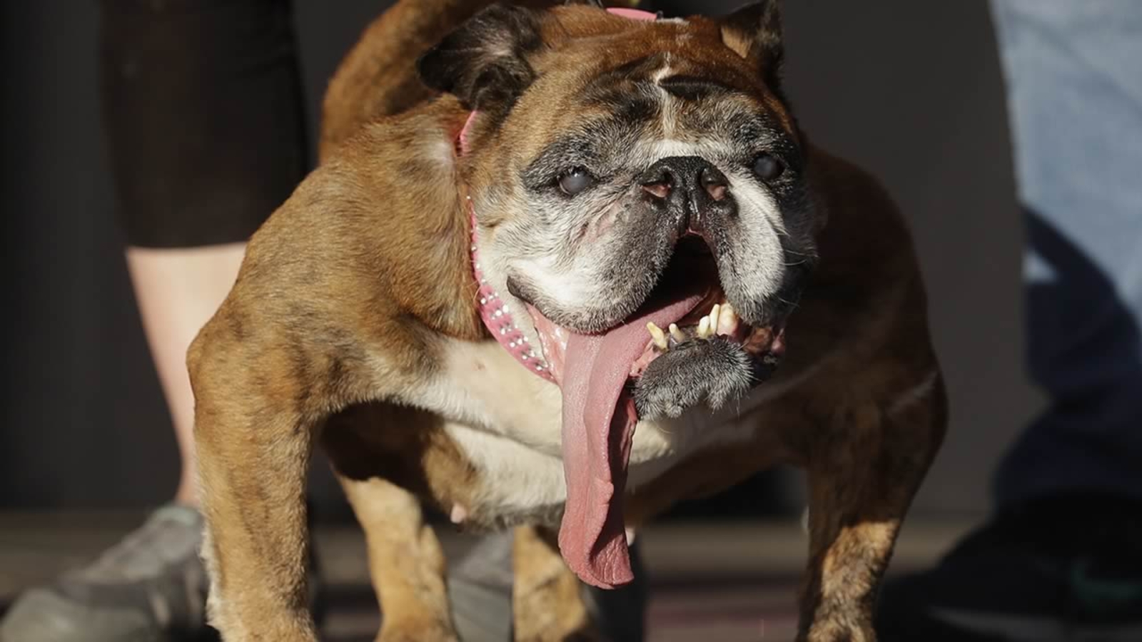 3651315 062518 kgo ap sonoma marin fair ugly dog zsa img