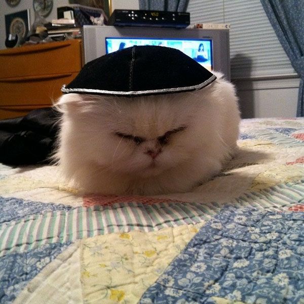 Jewish cats bring me joy