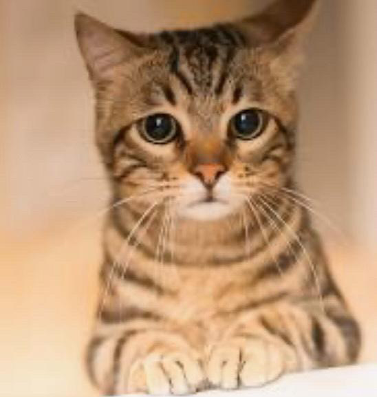 F4F3108F 6322 4499 B8BE 3C24A21CDF15