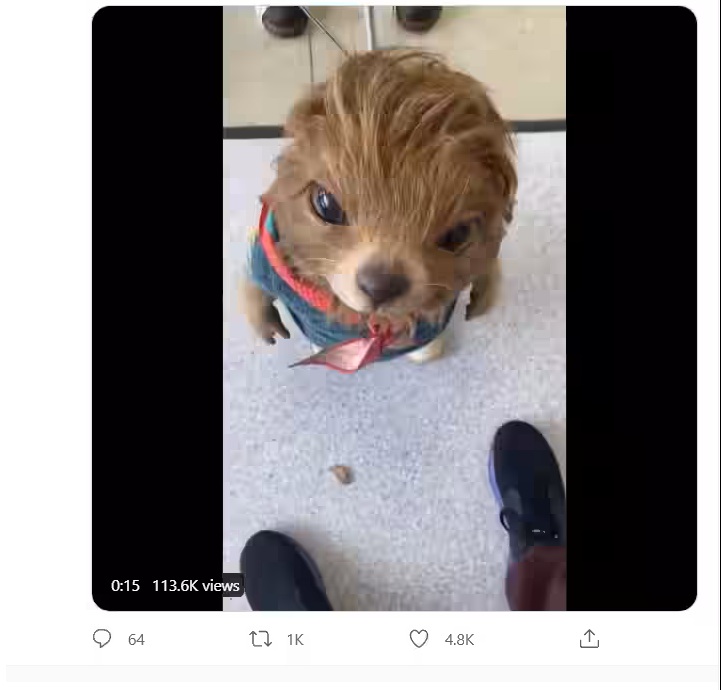 Netflixs Sweet Toot OTTplay news body image 2 390