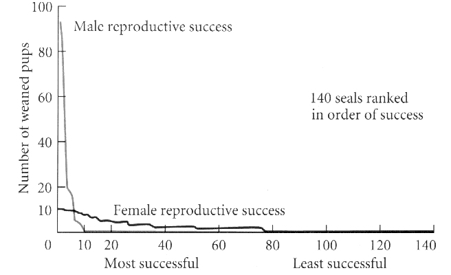 Mirounga reproductive variance