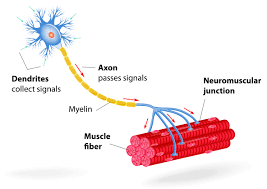 66a9ca6ebd2da9b5f195e264 motor unit 5d126dd133630