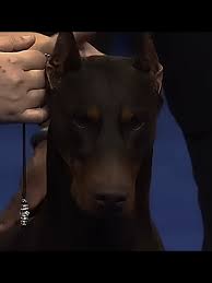 Images 7