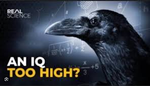 The Corvids have an IQ too high? : r ...