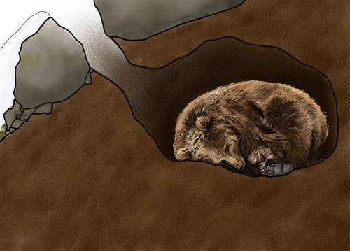 Bear in den illustration
