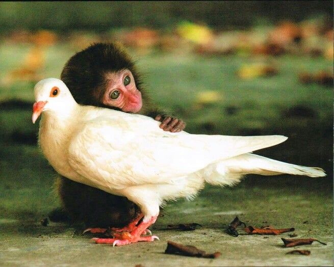 Monkey and pigeon