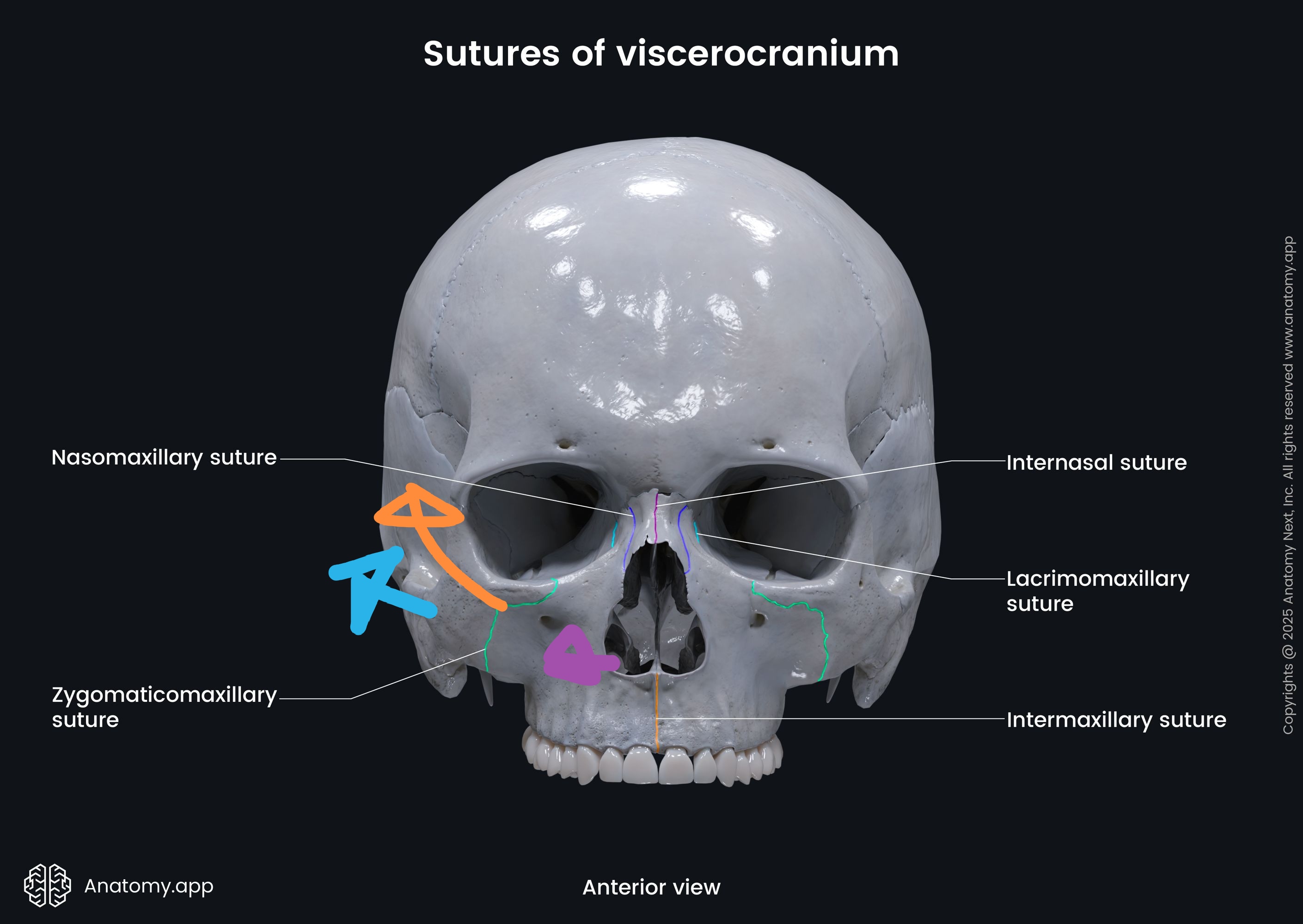 Head neck skull sutures viscerocranium anterior view 20250518113804 large edit 14297585496524