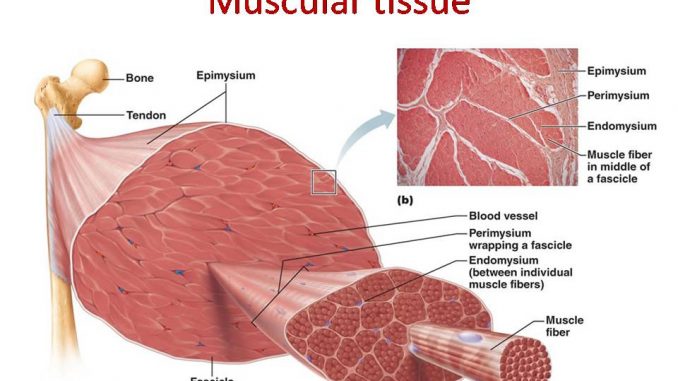 Muscular tissue 678x381
