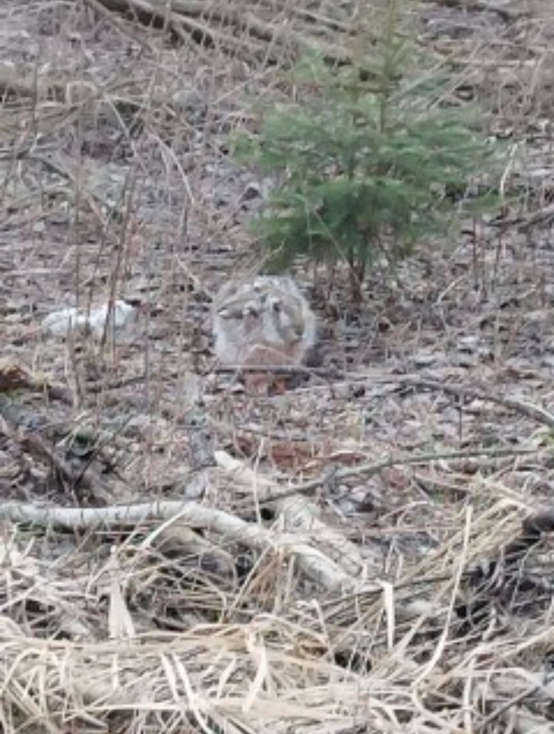 Screenshot 2026 03 31 20 47 41 234 commoonshotkimichat edit