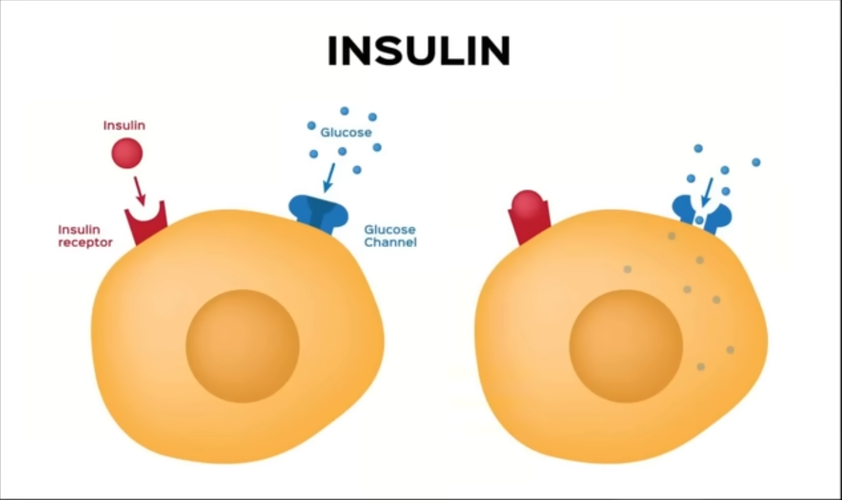 INSULIN3