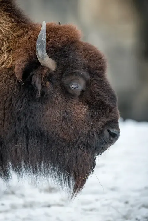 american-bison-profile-29561003.webp
