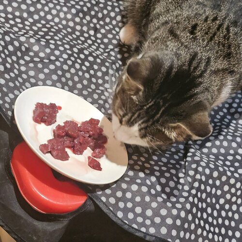 Signal 2026 03 13 211246 004