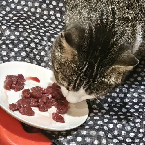 Signal 2026 03 13 211246 002