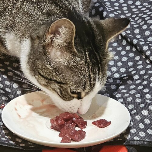 Signal 2026 03 13 211246