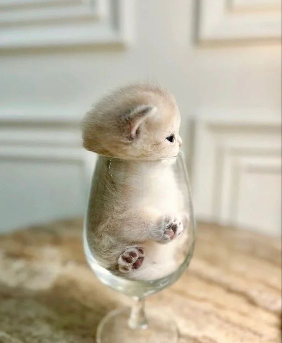 54ae93ab94b84e2ab35f07c557ac1714