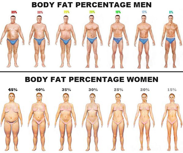 Body fat percentage