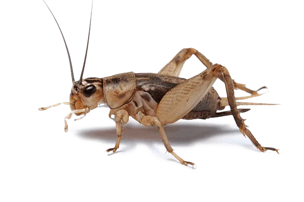 600x400 Cricket ID