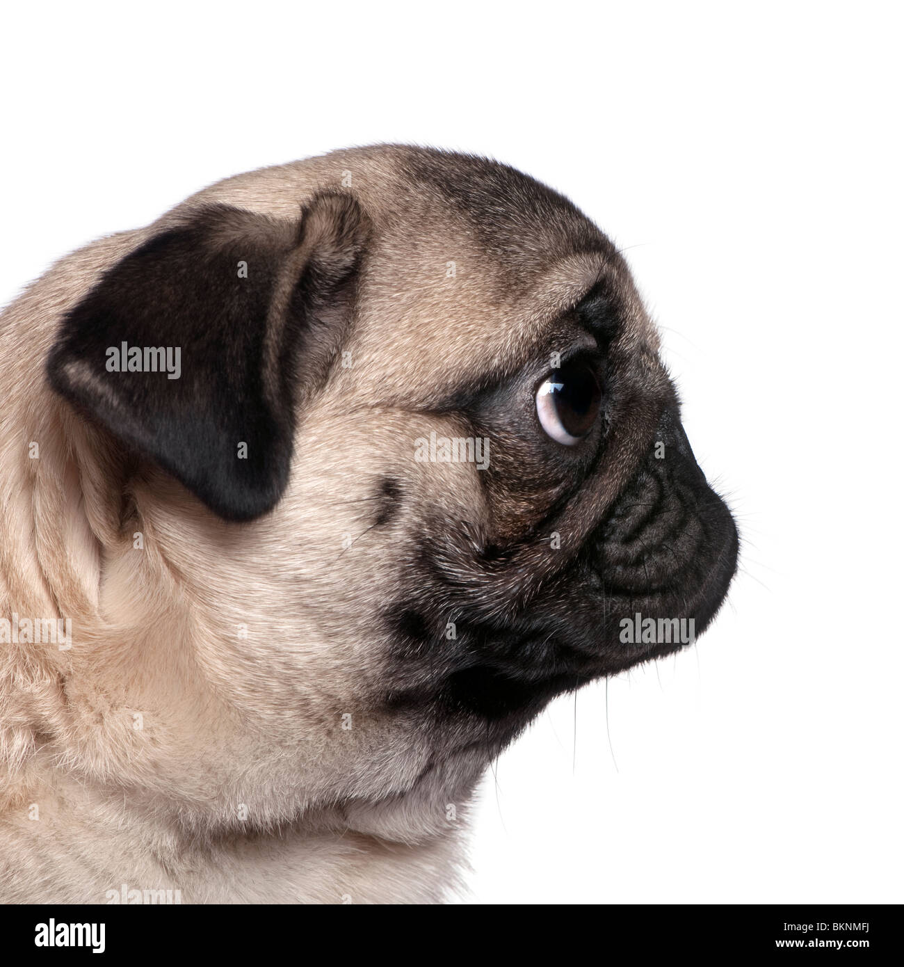 Profile view of a pug 7 months old in front of white background BKNMFJ