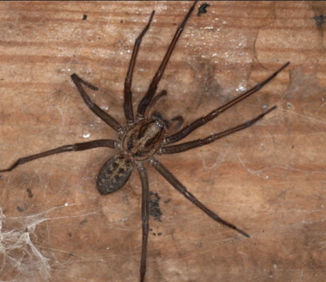 Screenshot 20260409 011127 com google android googlequicksearchbox GoogleAppActivi