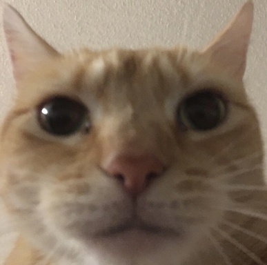 1775856118994