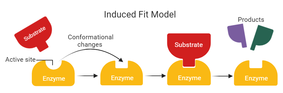 Induced fit model of enzyme action