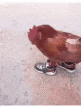 Poulet
