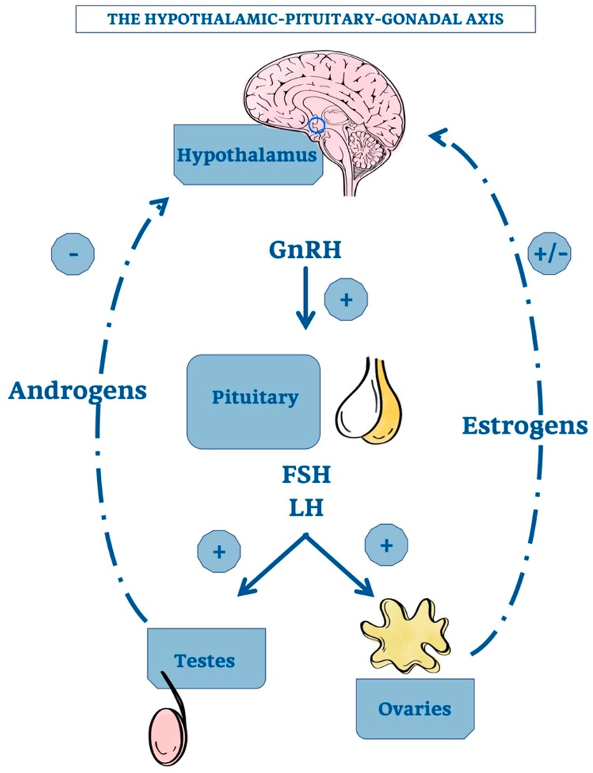 The hypothalamic pituitary gonadal axis Schematic representation of the relationship