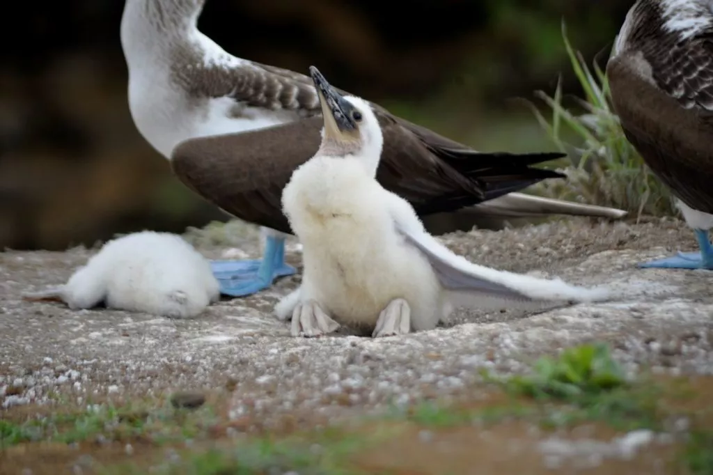 Blue footed boobie chick 1024x682