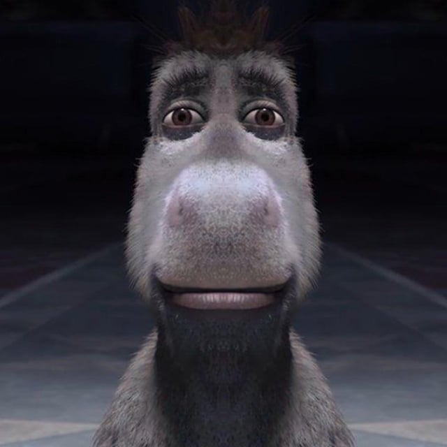 Hd staring donkey v0 dye318nrz7c91