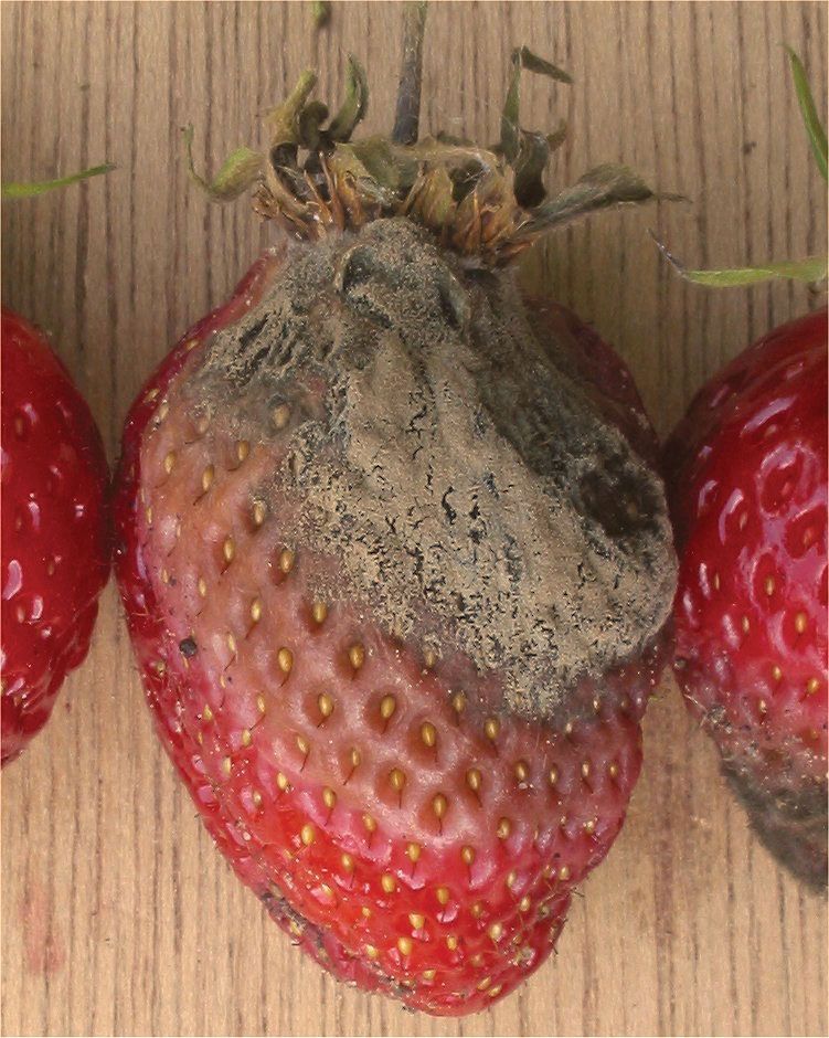 Botrytis cinerea fungus strawberry fruit