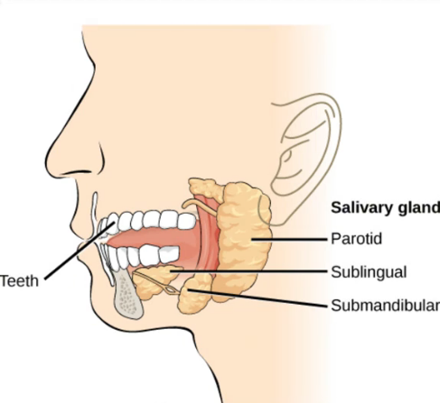 Oralvolume