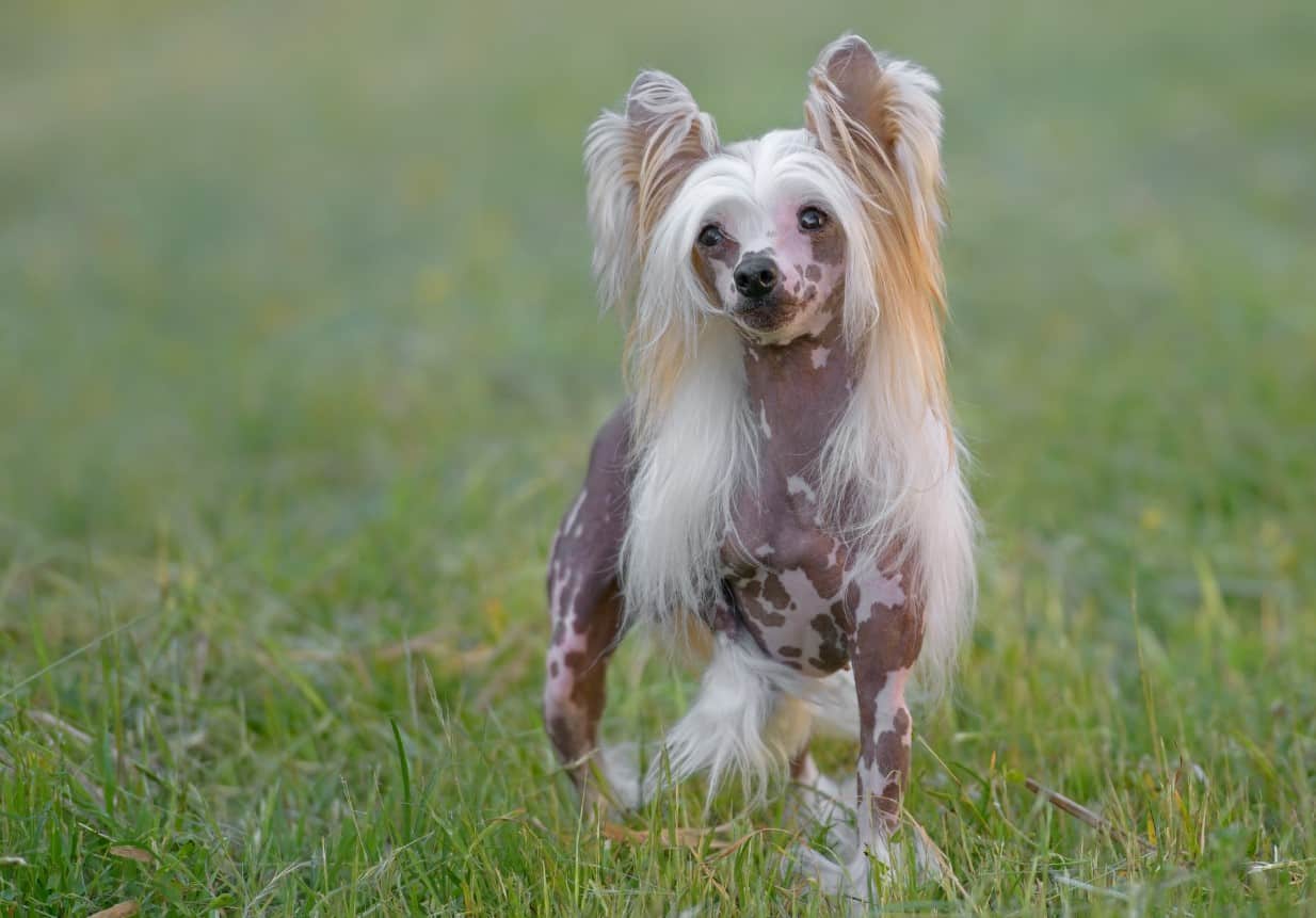 Chinese crested