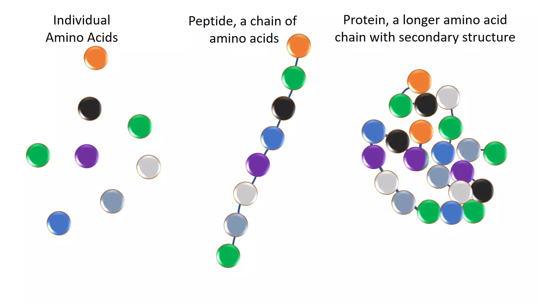 basic peptide diagram, molecular scale