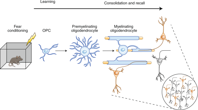 41593 2020 606 Fig1 HTML