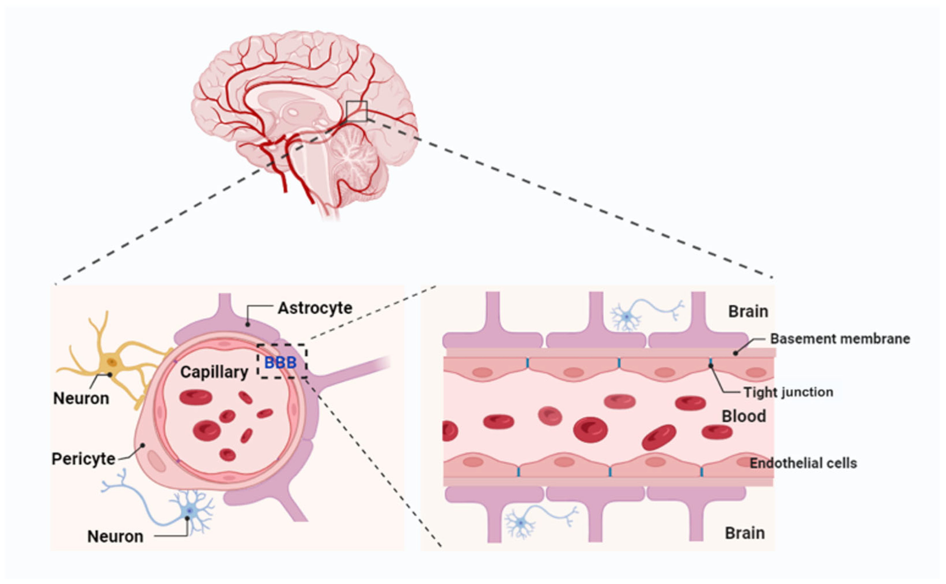 Short diagram on the BBB