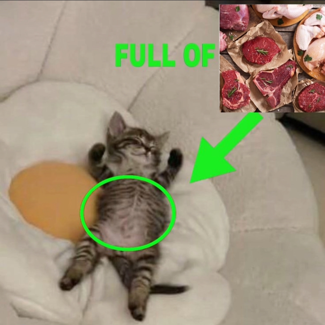 Screenshot 20260424 204219 Telegram