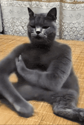 Cat cat slapping self