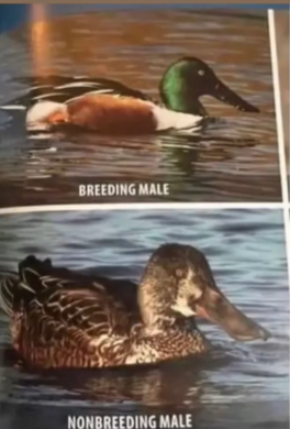 Screenshot 2026 04 25 153315