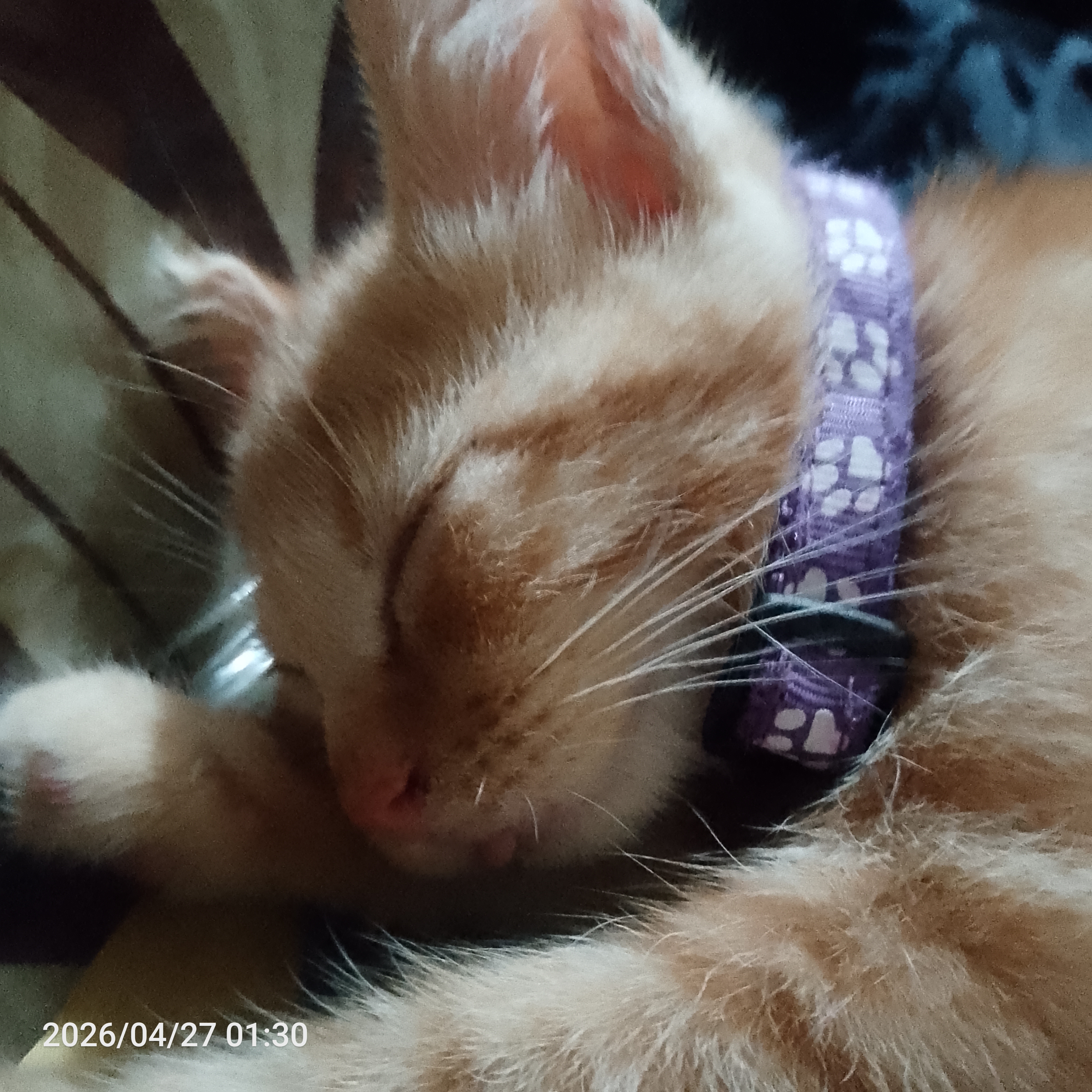 IMG 20260427 013037 112