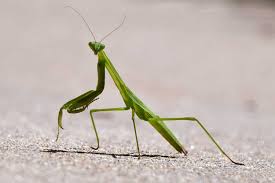 praying mantises ...