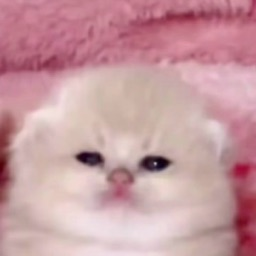 A7bc466948955bf27ab7ecc3039ce5cc