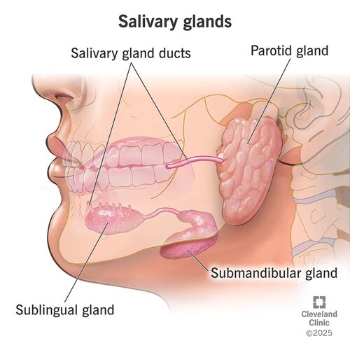 23462-salivary-glands.jpg